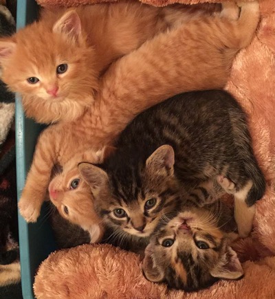 2 ginger kittensn and 2 tabby kittens looking at camera