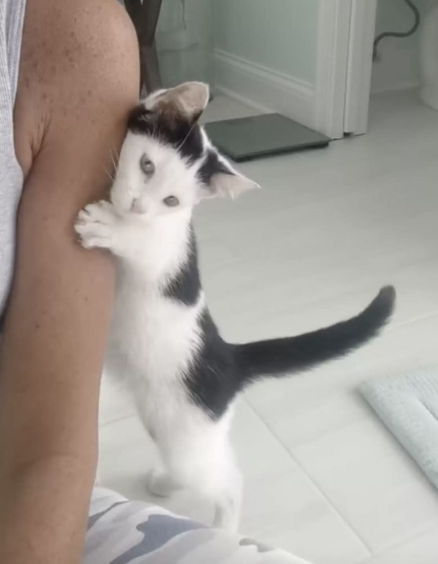 tiny kitten4