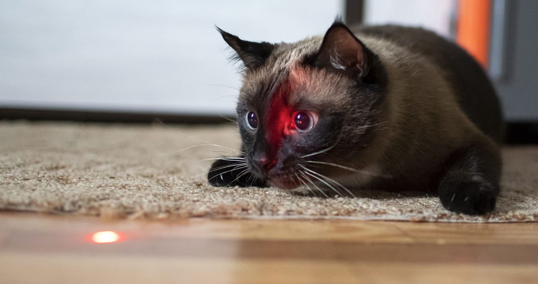 best laser pointer for cats reflection on cat face