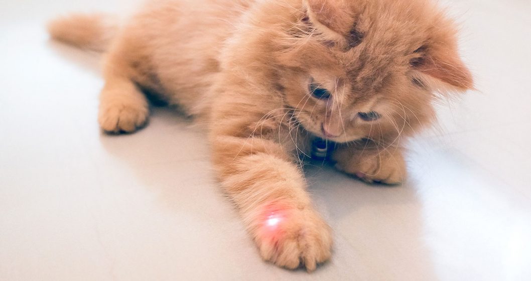 cat laser pointer on kitten paw
