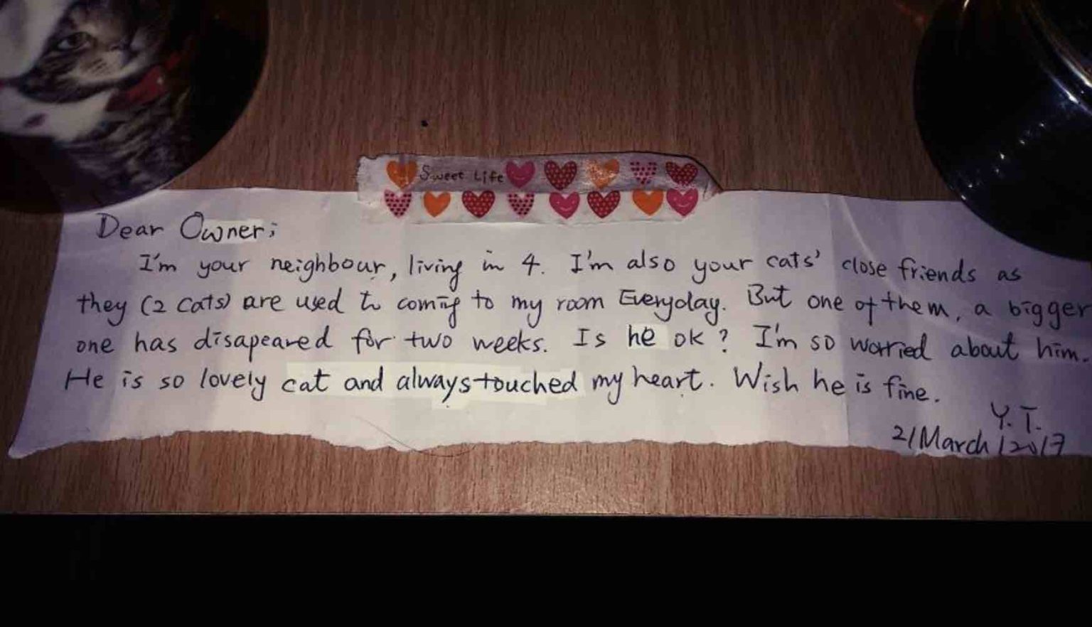 Heartbroken After the Loss of Their Cat, This Couple Received a ...