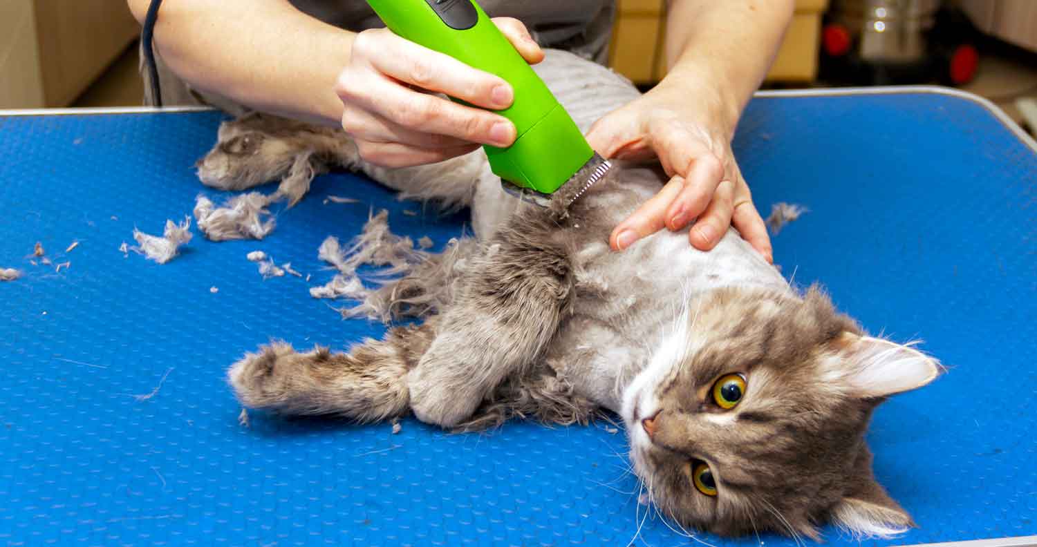 Shaving-a-cat-can-i