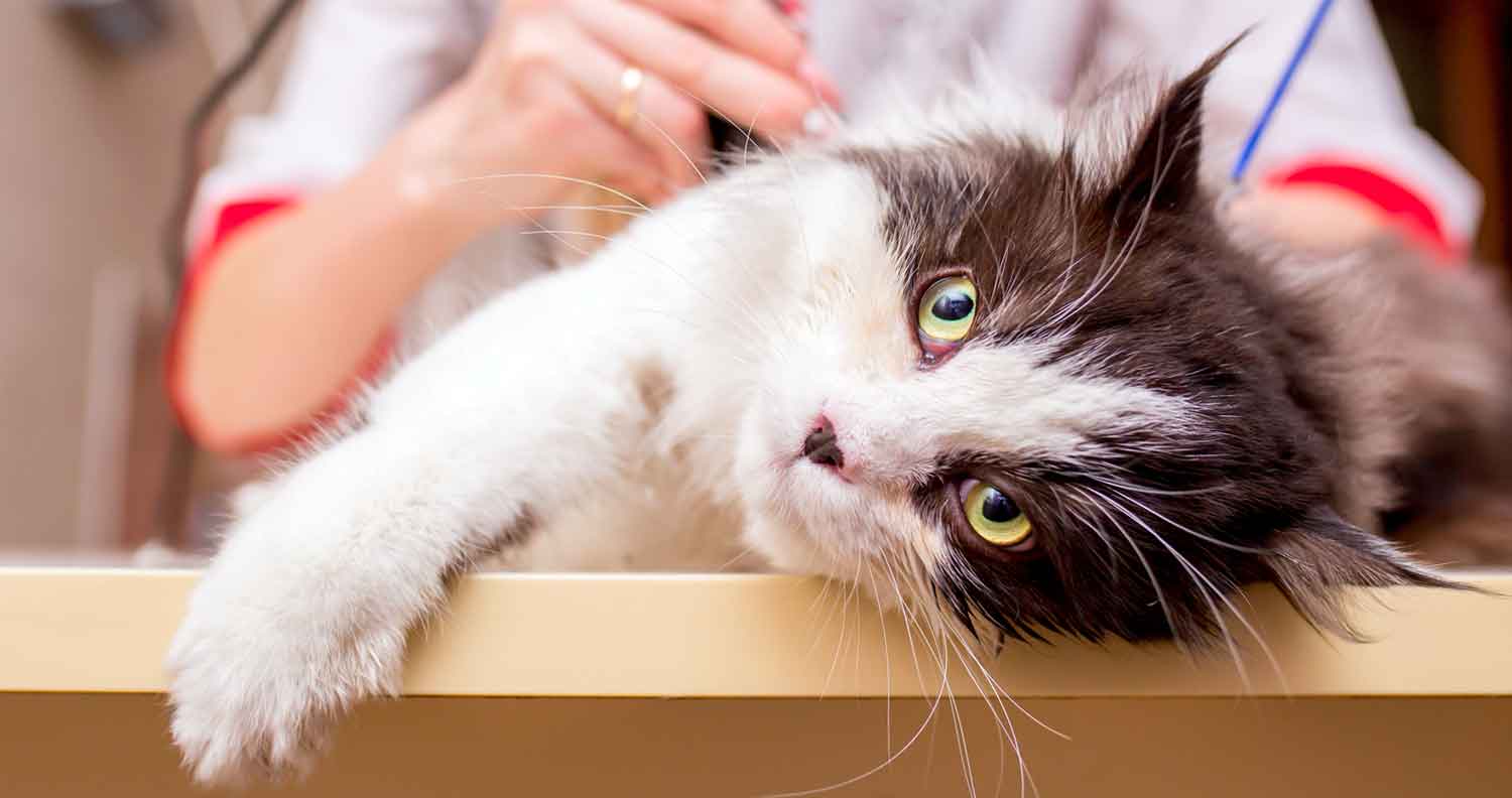 Can You Shave A Cat? Everything You Need to Know