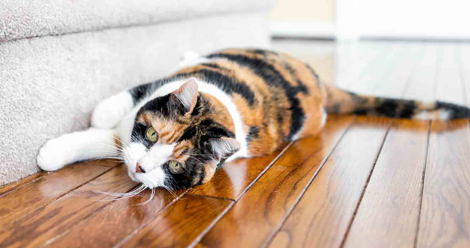 tabby cat lying on wooden floor