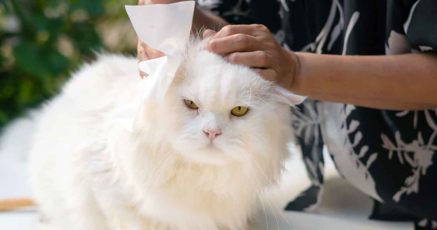 white log haired cat having ears cleaned