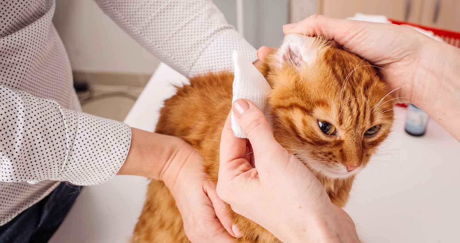 ginger cat having ears cleaned by two humans