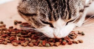 Cats-food-allergies