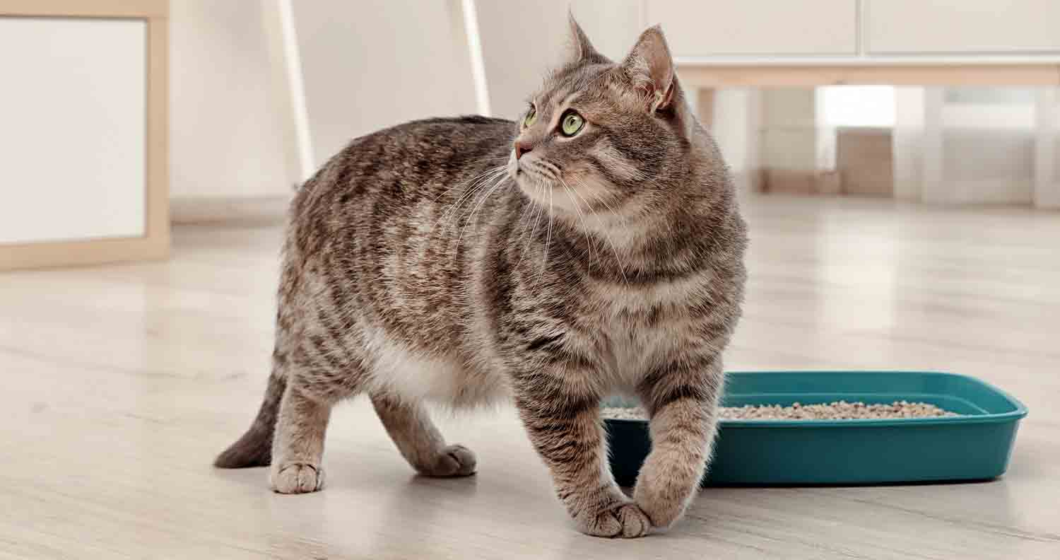 How Often Should You Change Your Cat Litter? (The Answer May Surprise You!)  - We Love Cats and Kittens
