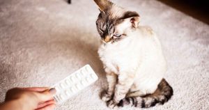 give-cats-pills-how-to