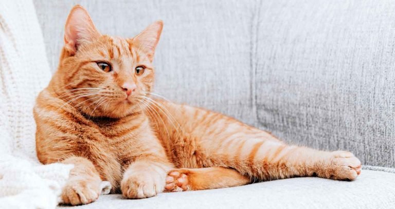 20 Kitty Facts about the Orange Tabby Cat - We Love Cats and Kittens