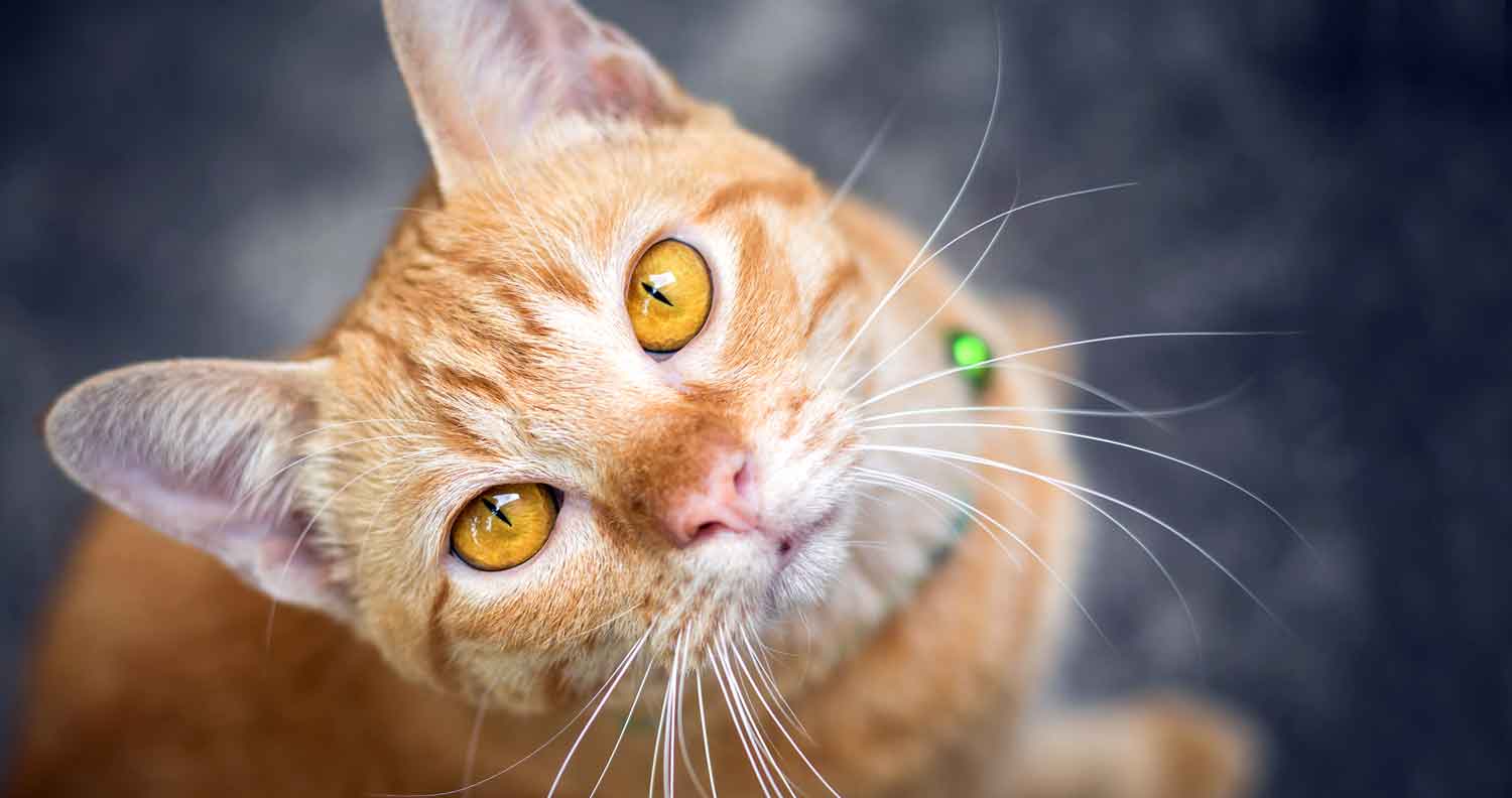 orange tabby cat with blue eyes