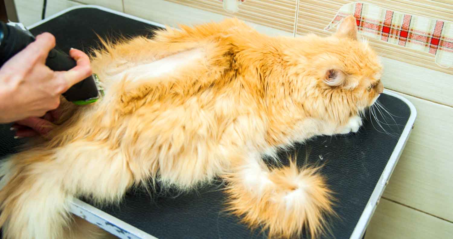 long haired cat being shaved 