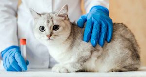 Vets-taking-your-cat