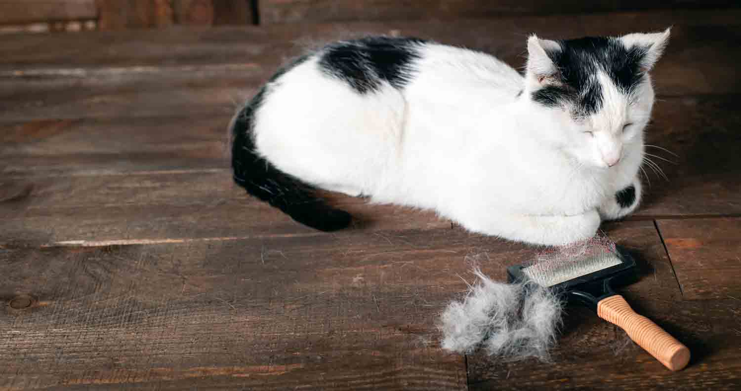 cat hair loss patches