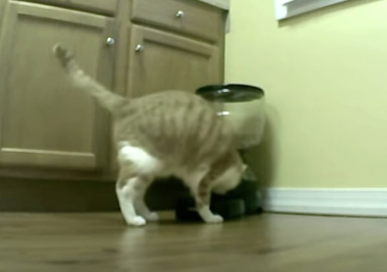 Cat vs. Automatic Feeder