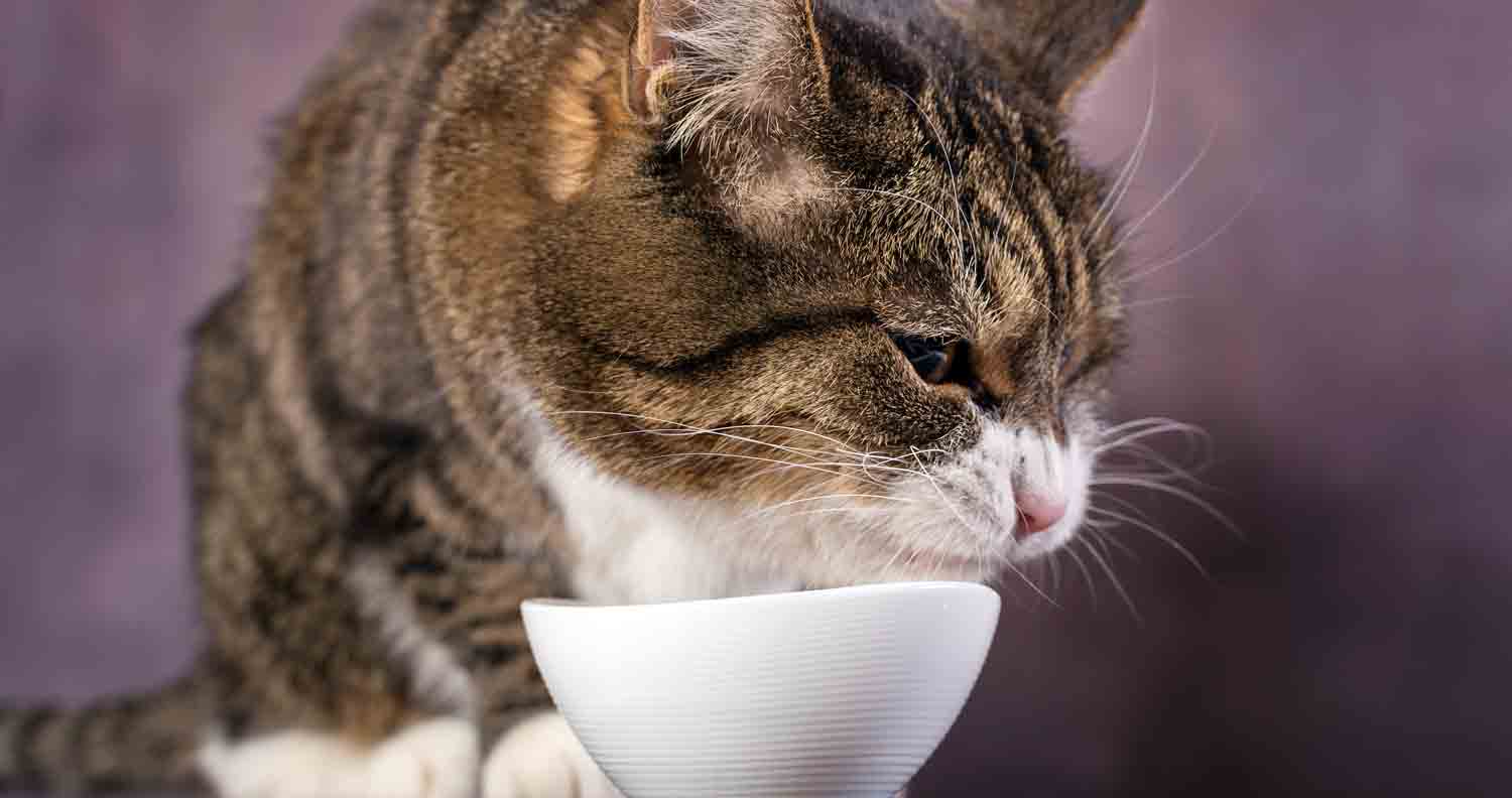 tabby cat eating form white bowl