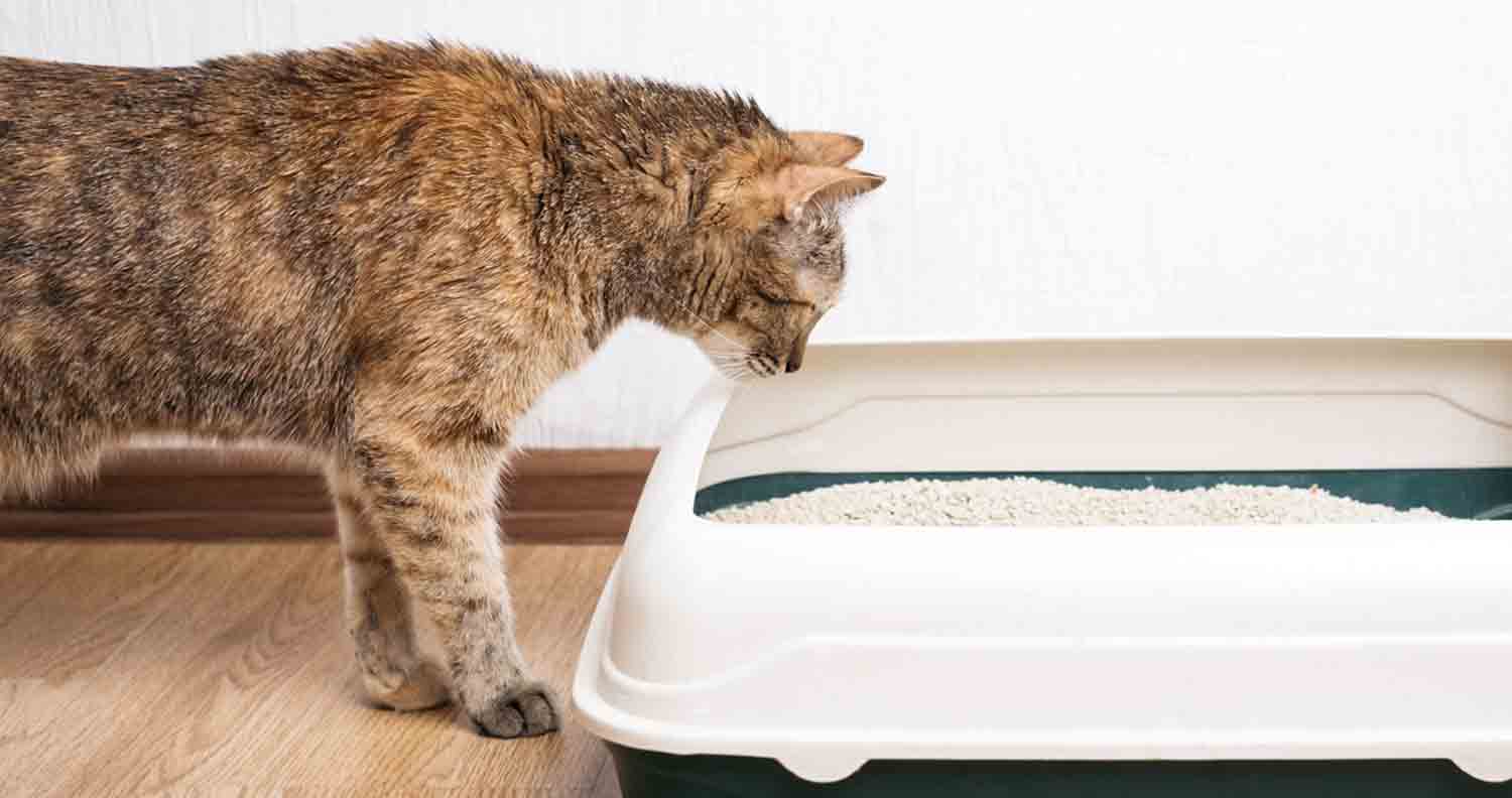cat smelling open topped litter box