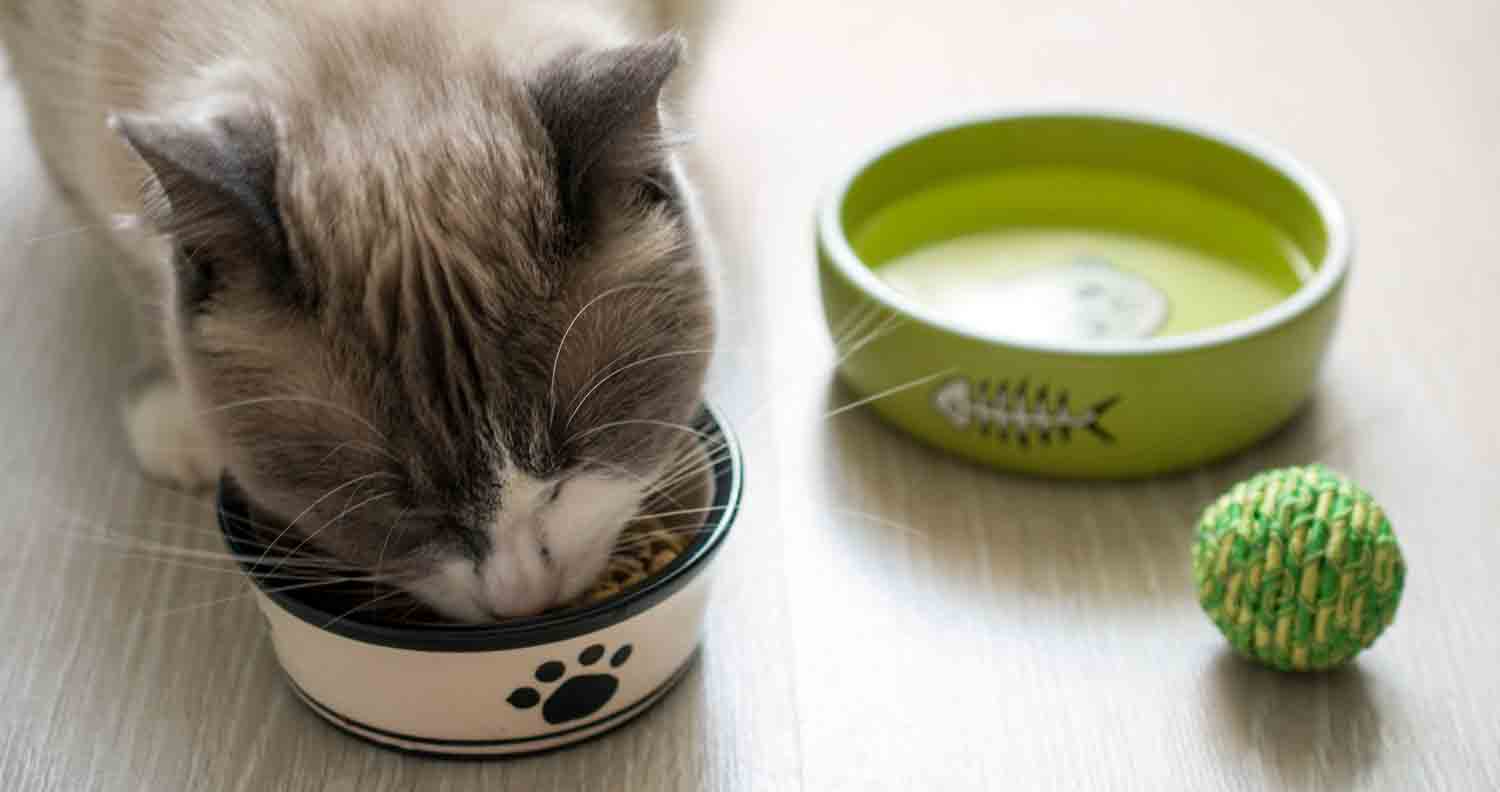 white and grey cat eating organic cat food from bowl