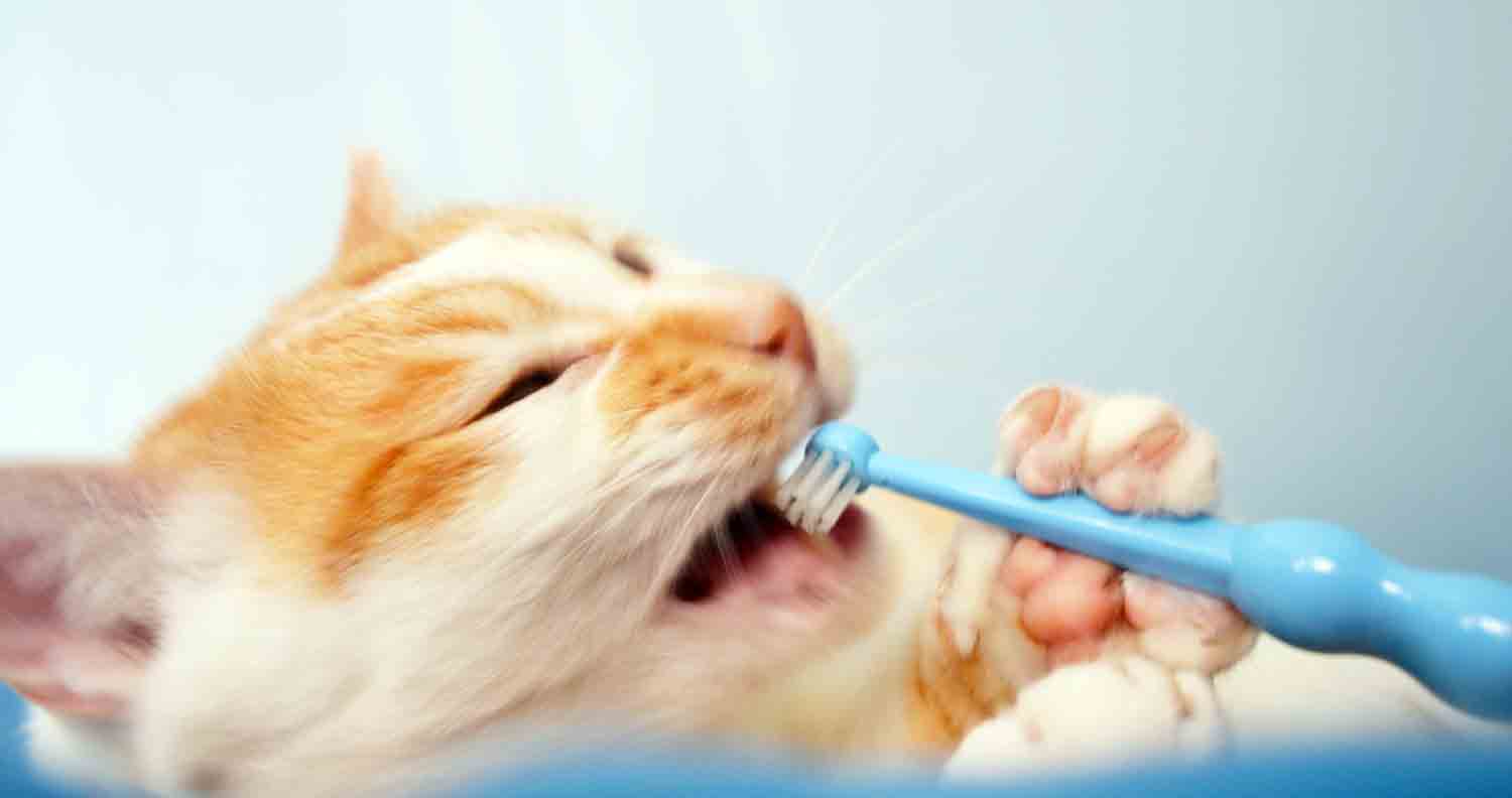 orange and white cat using blue toothbrush with left paw