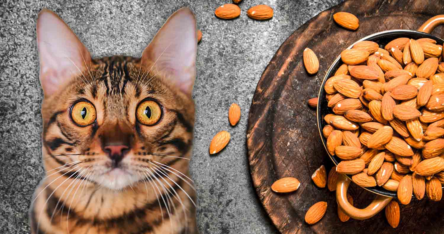 tabby cat sitting next to a bowl of almonds