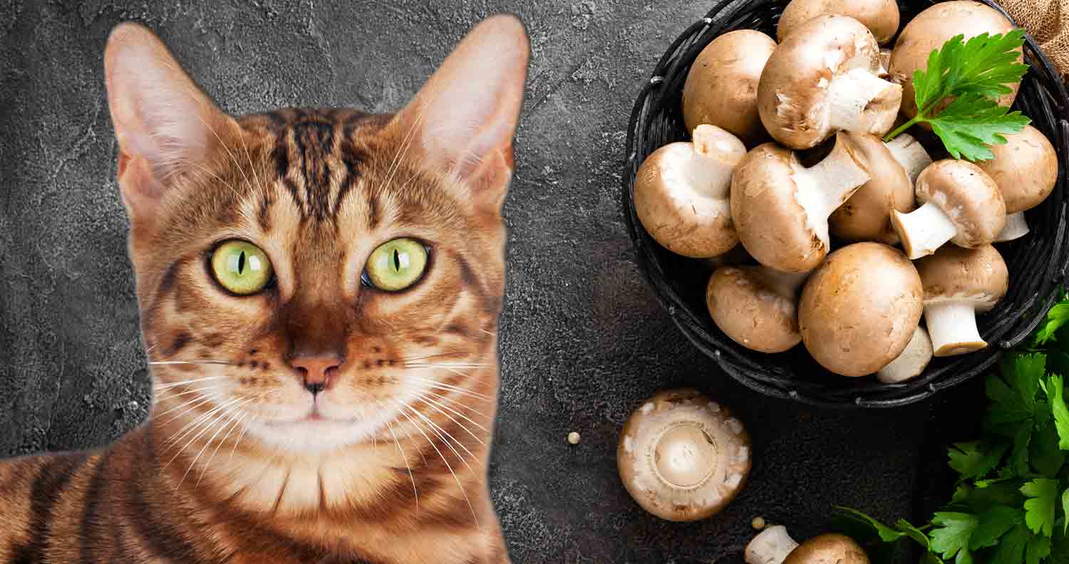 a cat next to a bowl of raw mushrooms