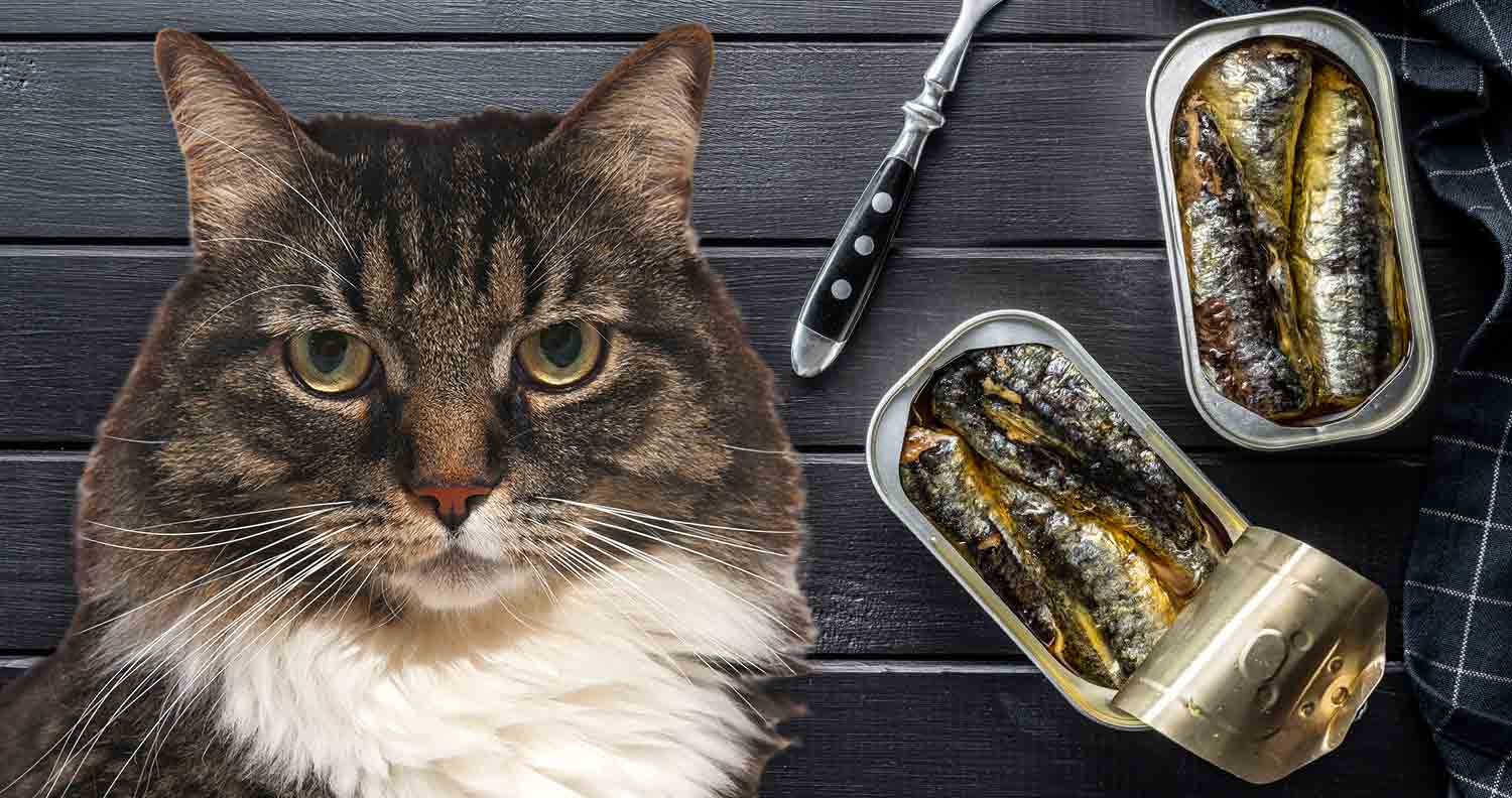 Can Cats Eat Sardines in Olive Oil