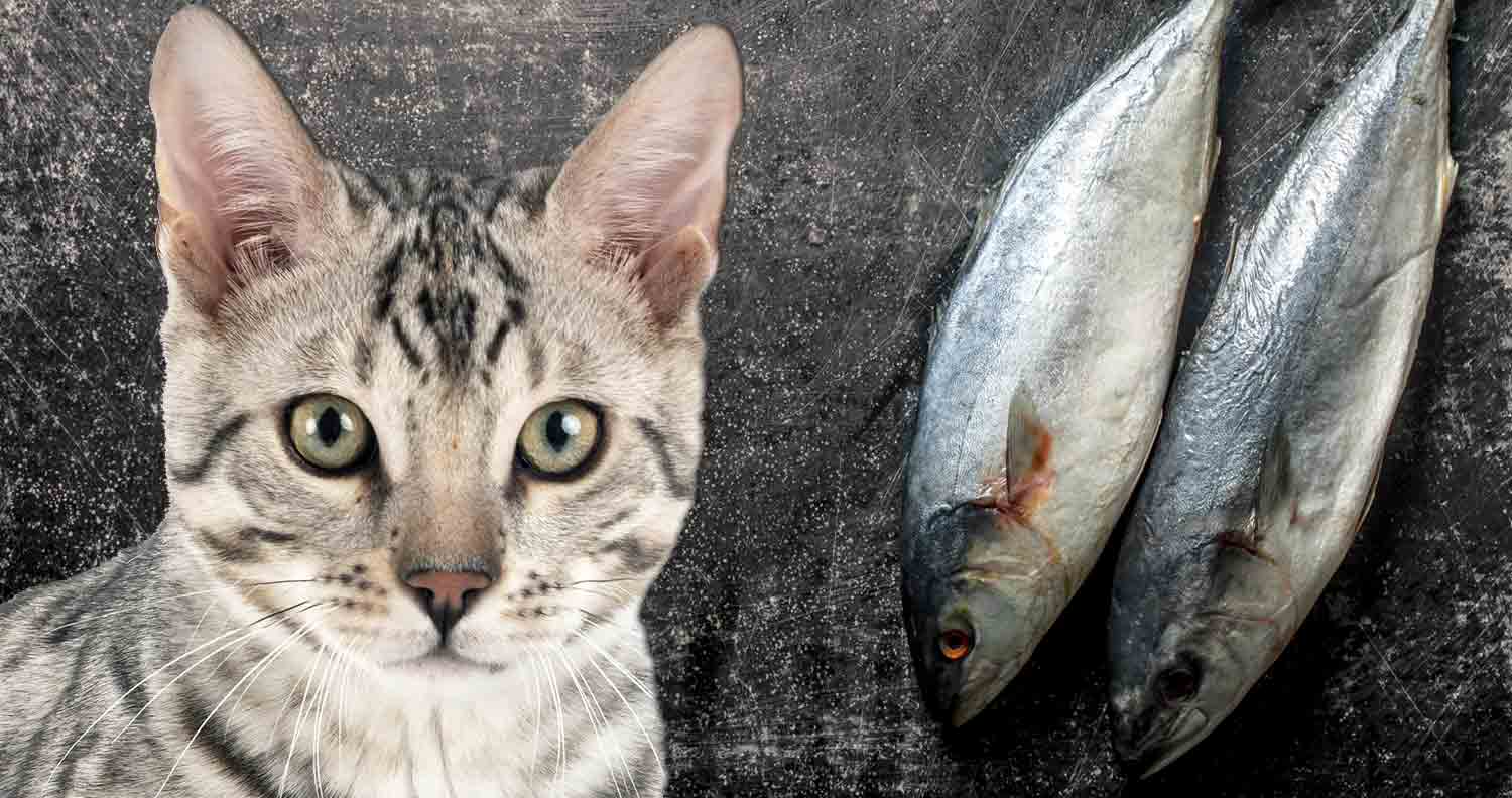 tabby cat next to two tuna fish