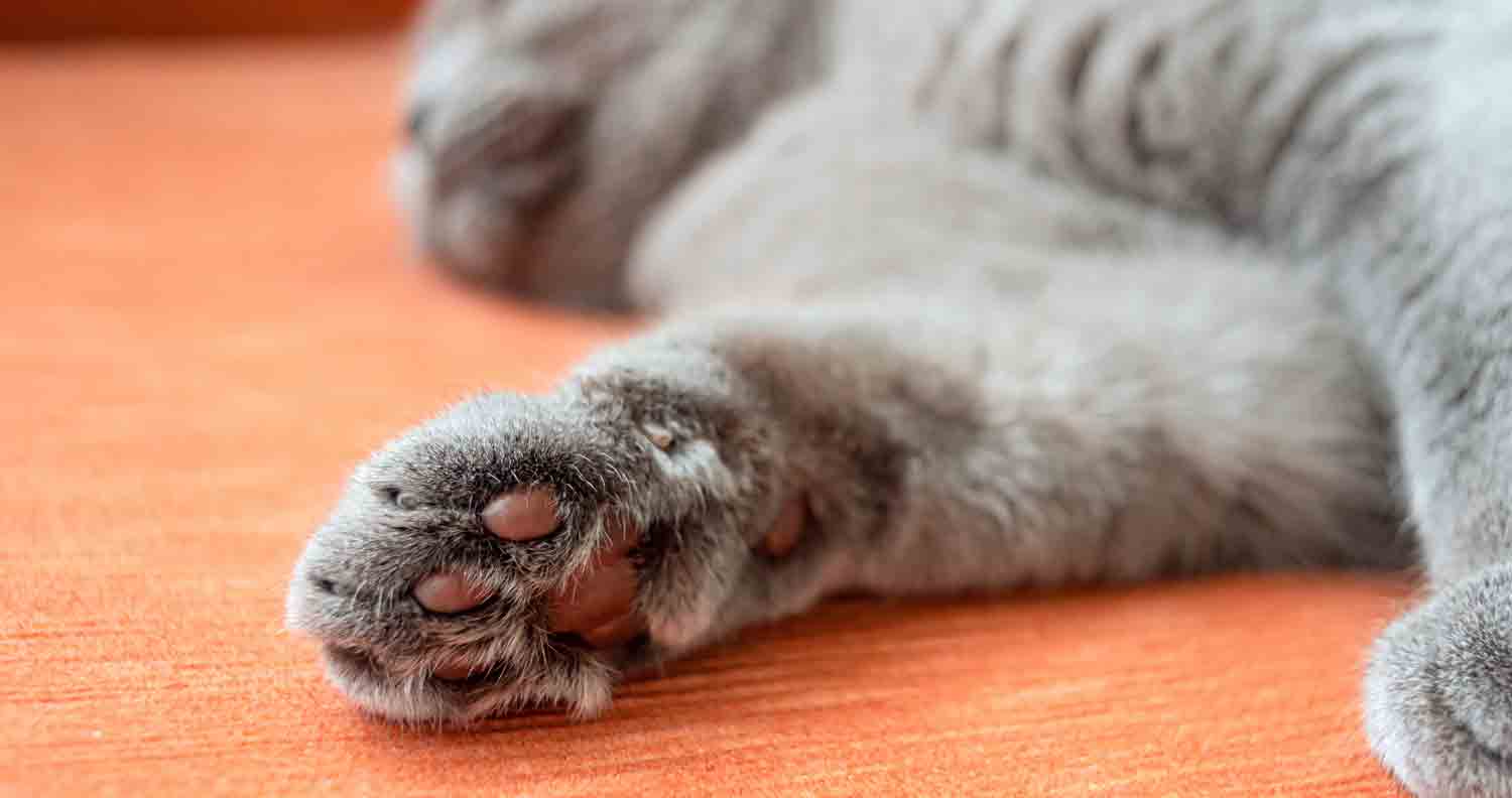 grey cat paw with brown pads