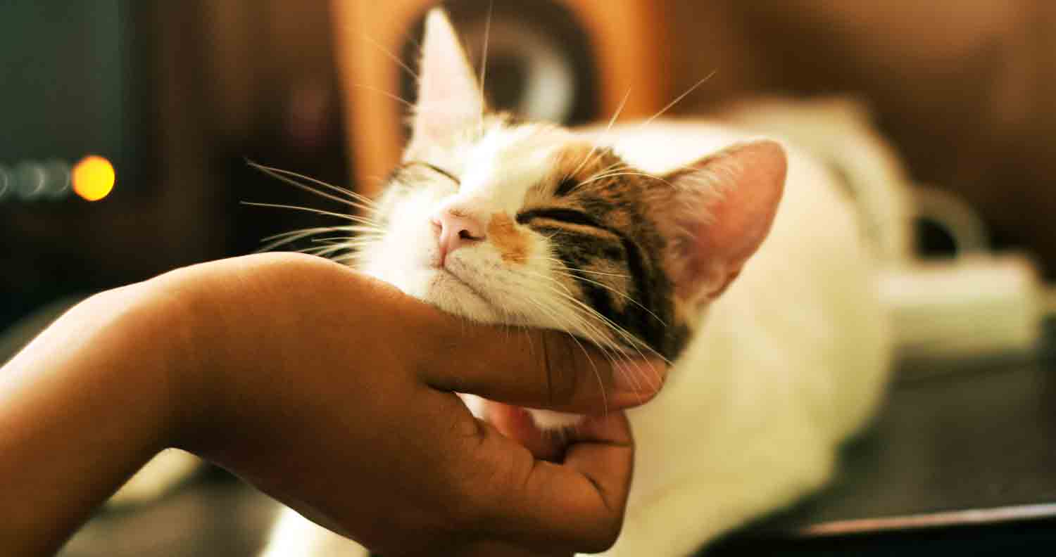 cat being tickled under chin
