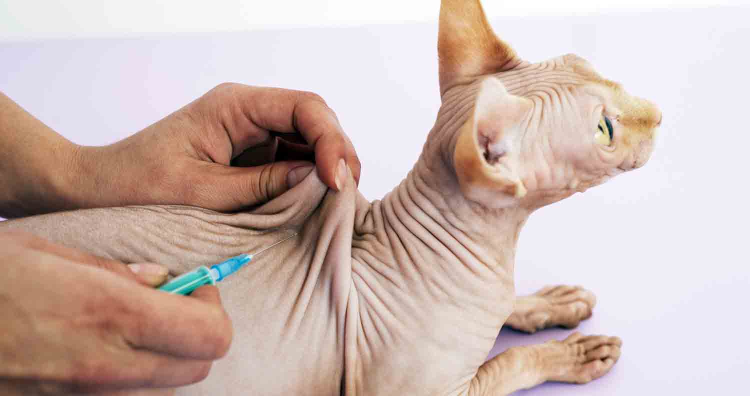 cat getting an injection