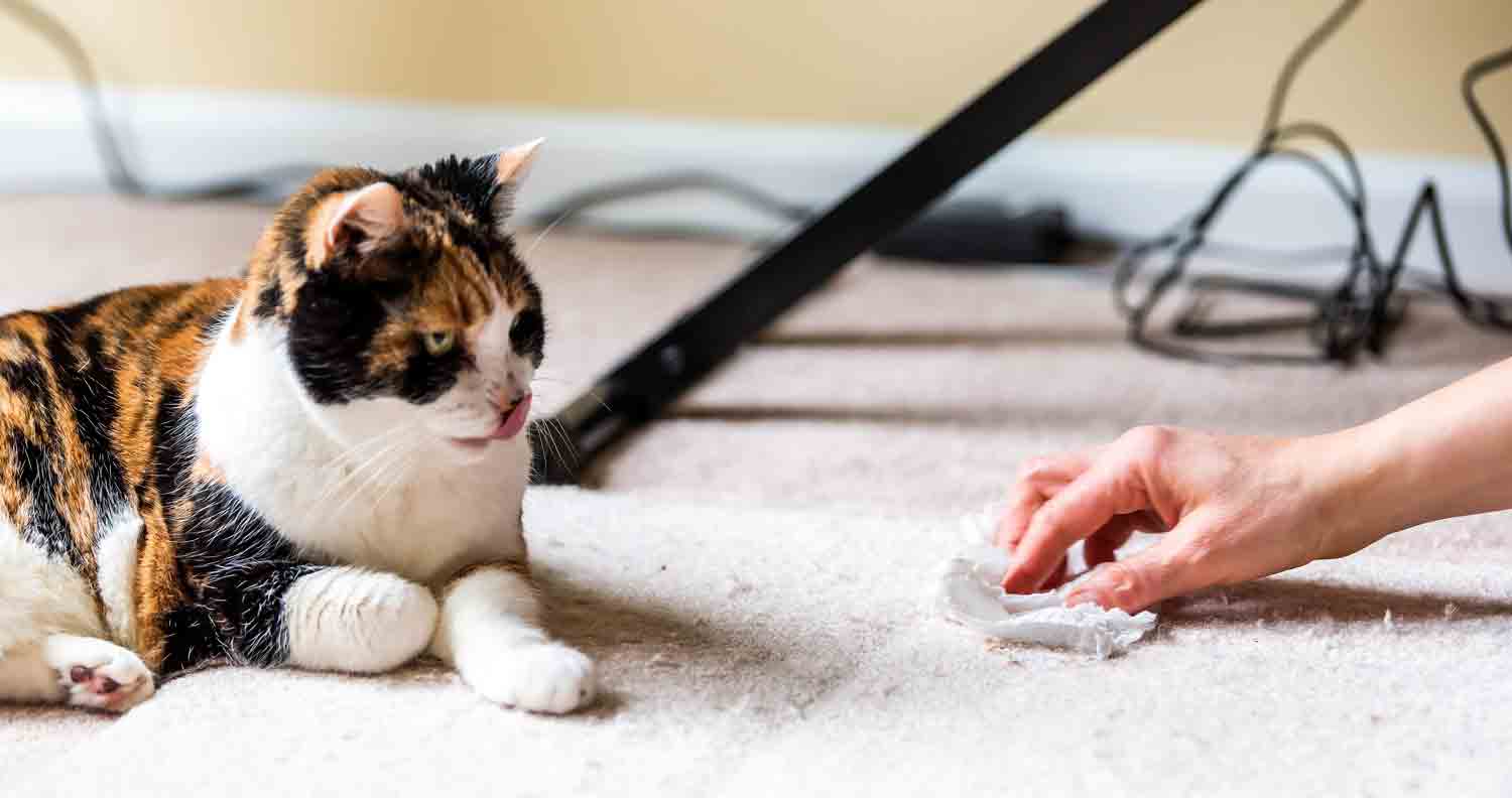 human cleaning up cat hairball vomit