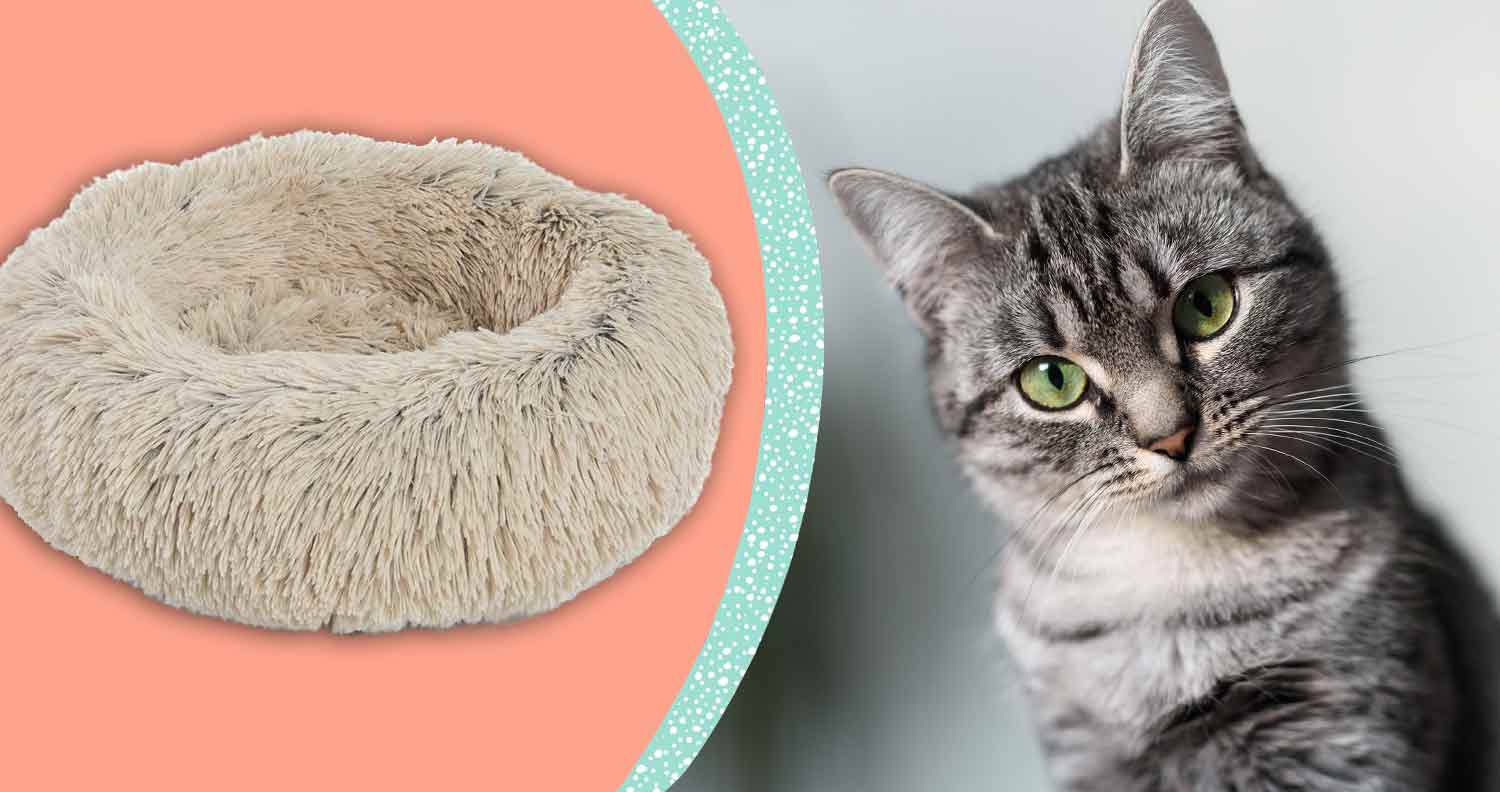 Cat-bed-donut