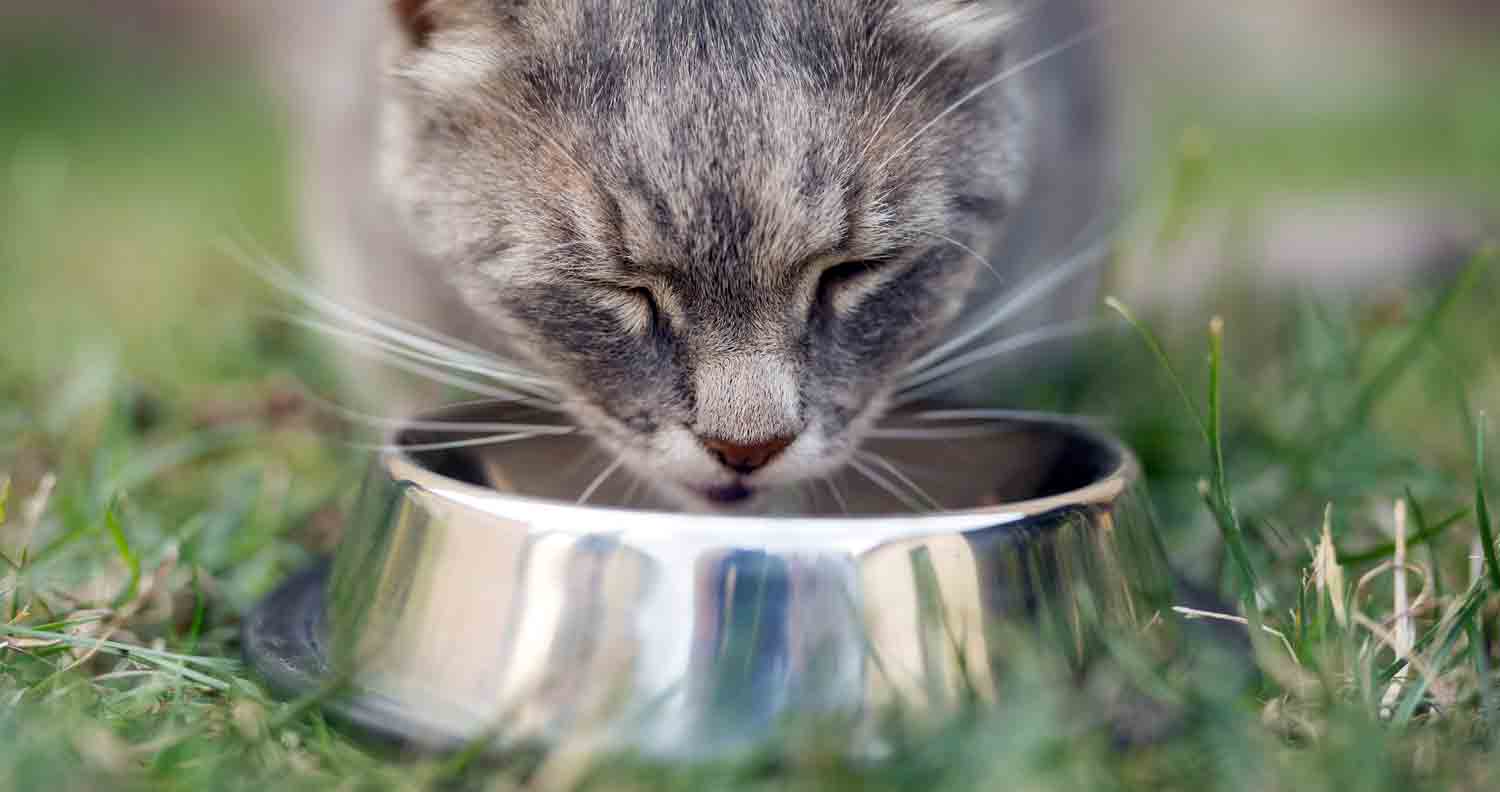 grey cat feeding from silver food bowl