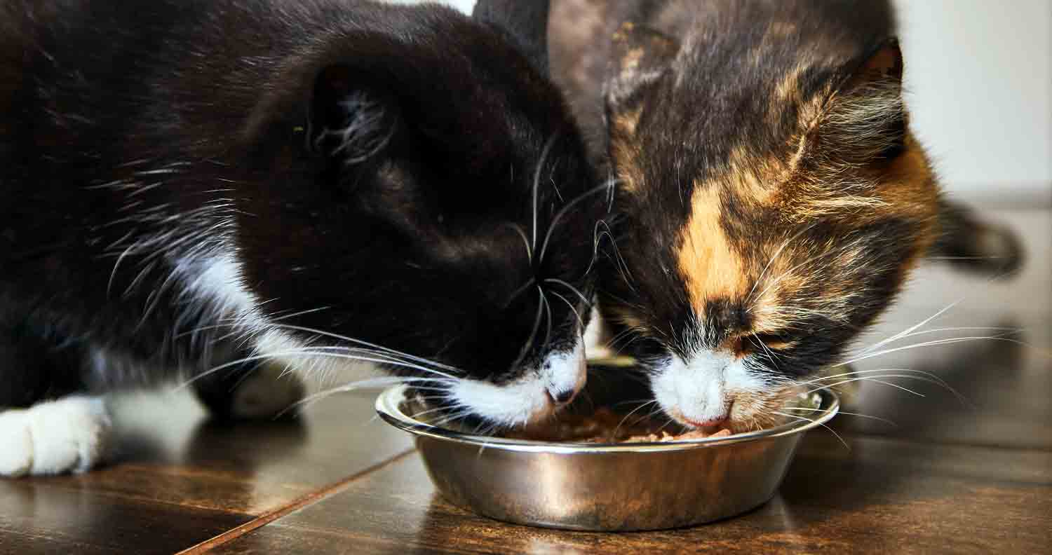 two cats eating from one bowl