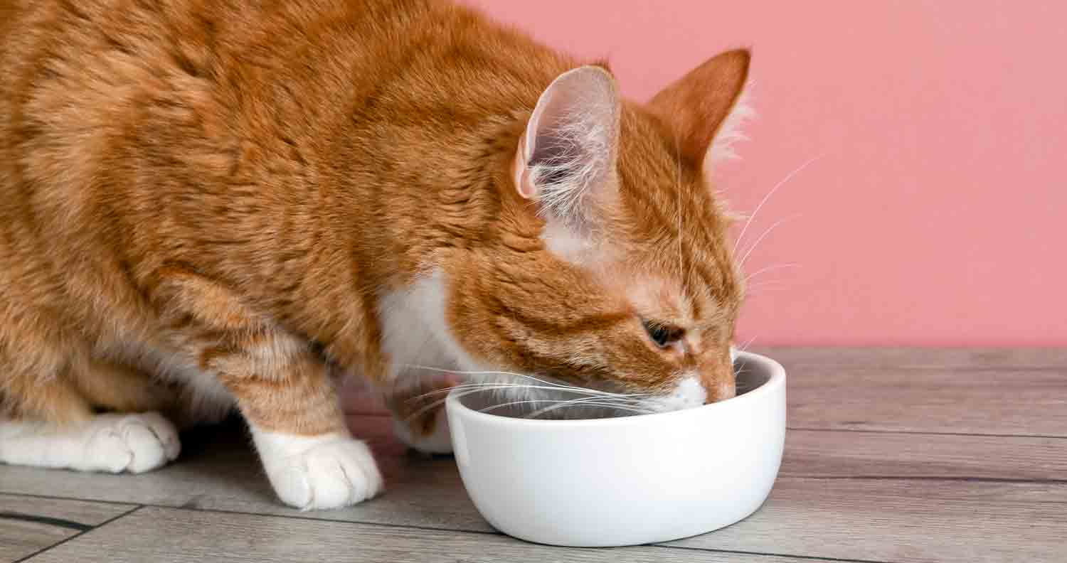 ginger cat eating from white food bowl