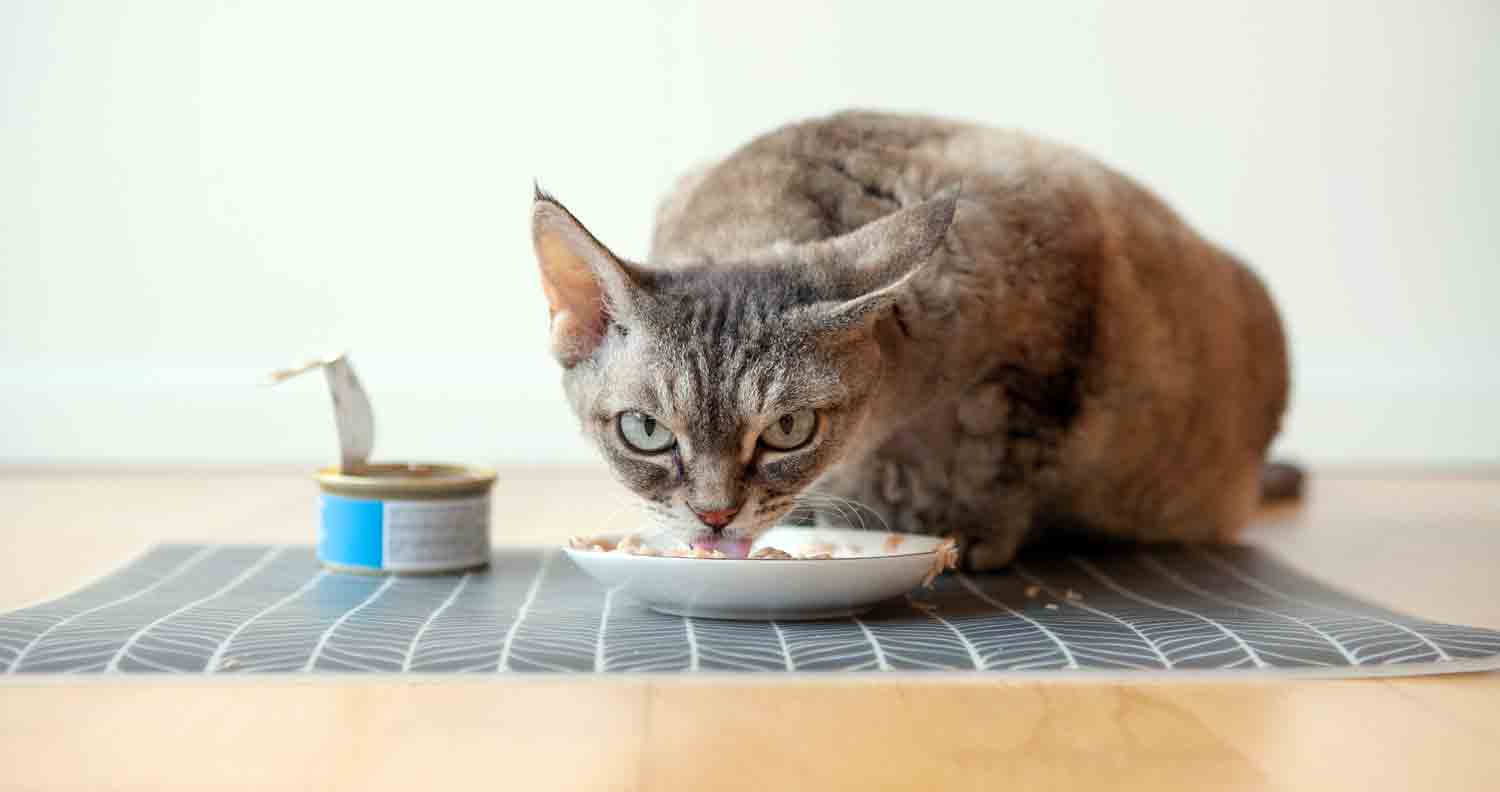 cat eating tuna