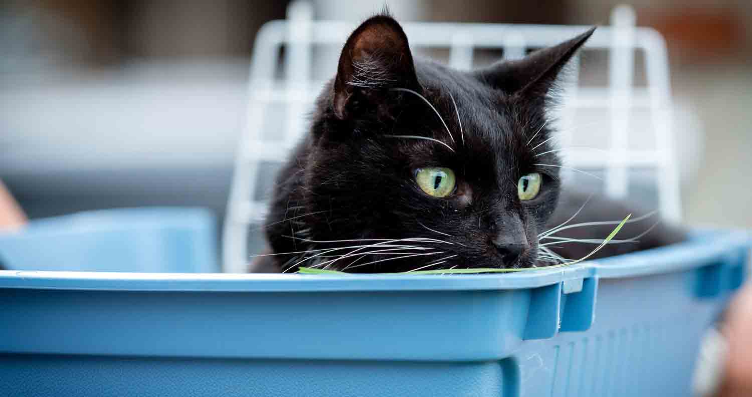 black cat sitting in blue litter box