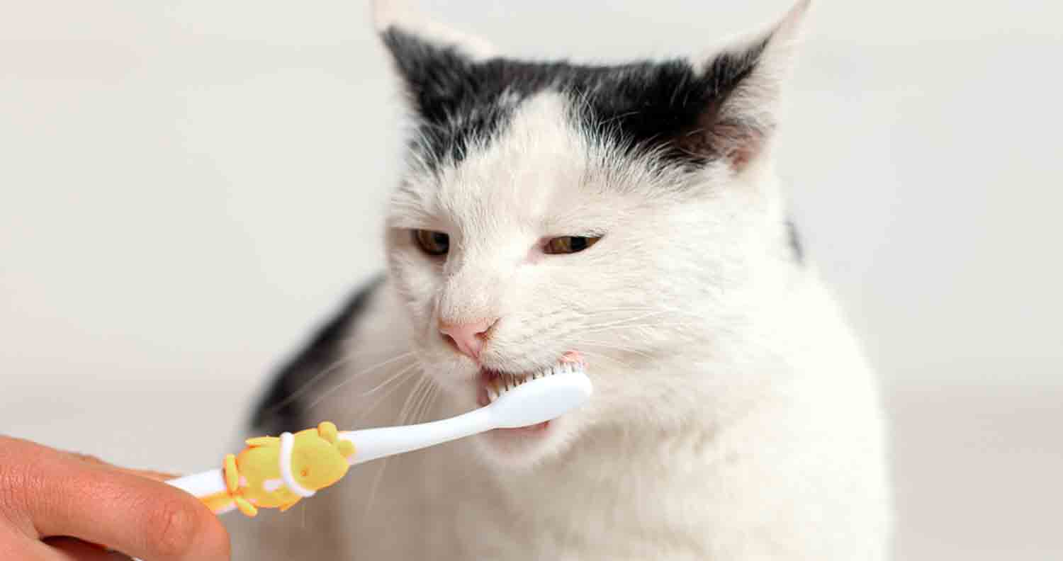 white cat having his teeth brushed by human