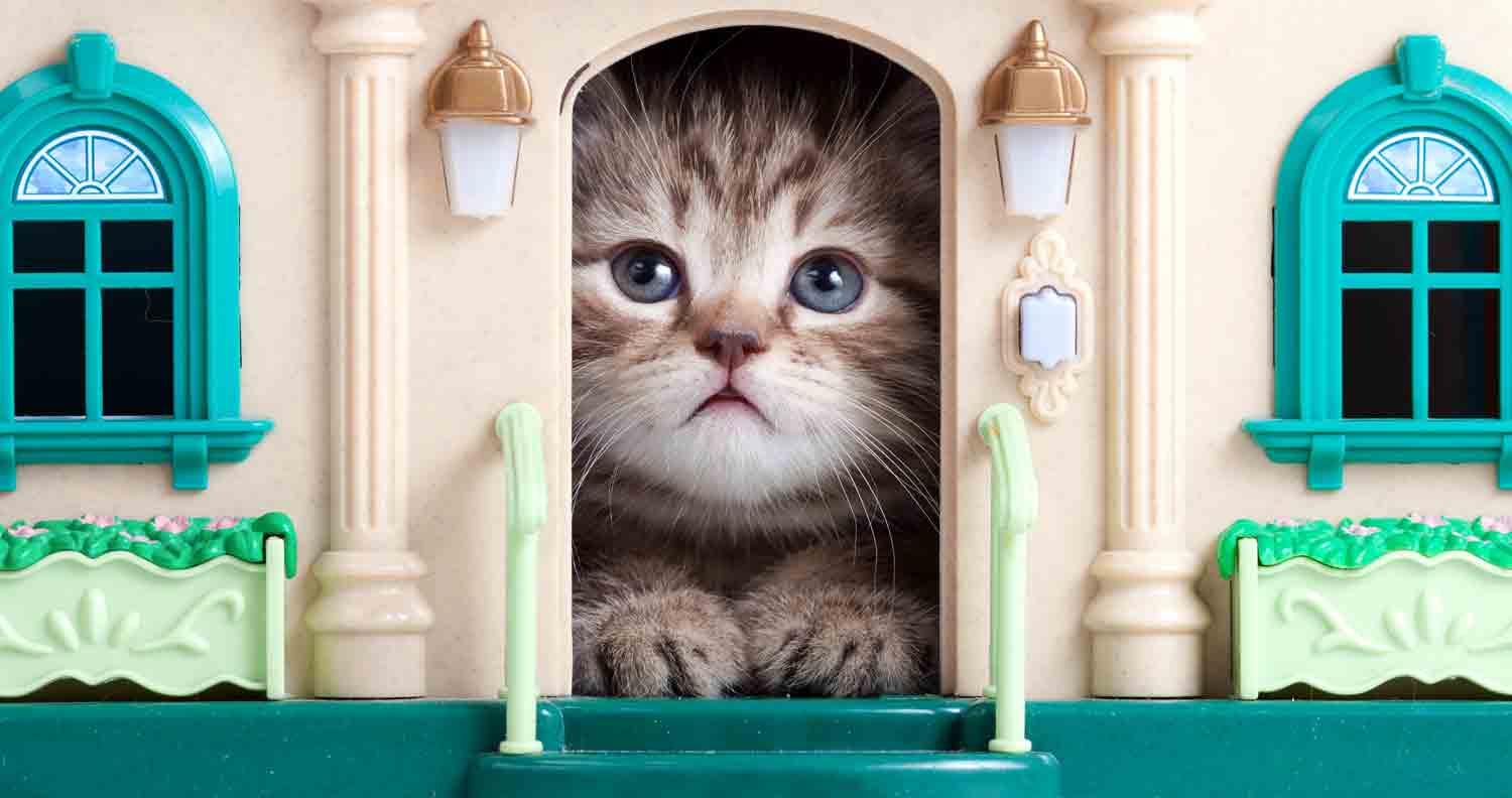 kitten looking out of indoor cat house