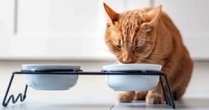 cat-food-limited-ingredient