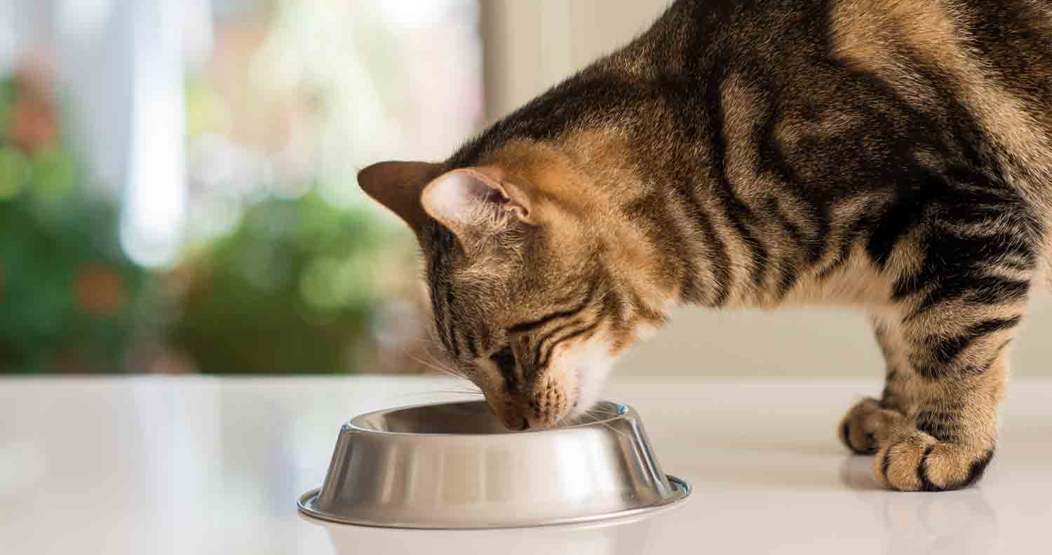 tabby cat eating some best oragnic cat food from silver metal bowl