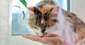 Can Cats Eat Almonds? Are You NUTS to Feed Your Cat Nuts? - We Love