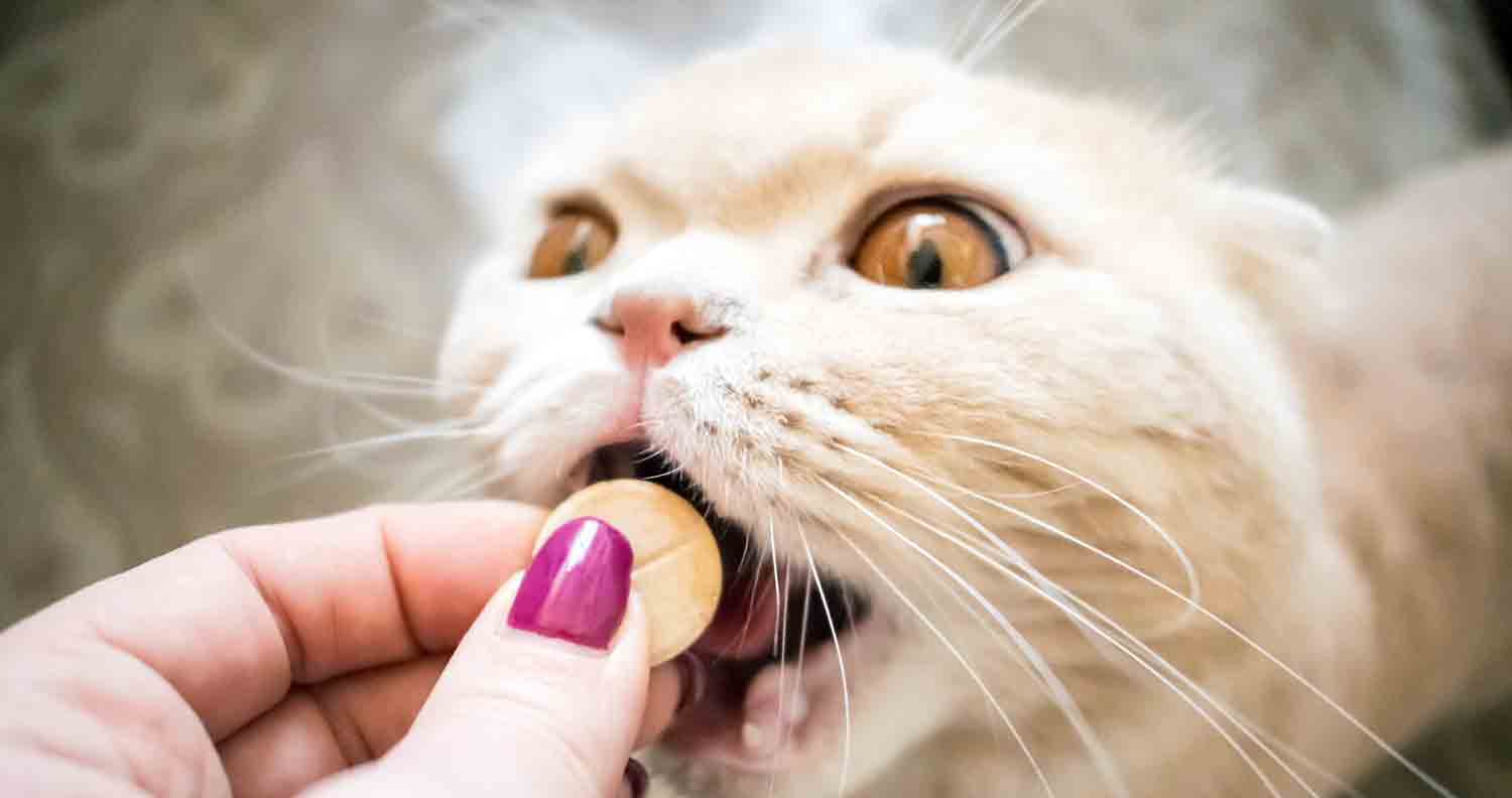 cat taking a pill from a female mowner