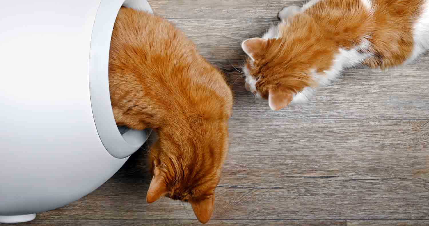 two ginger cats in and out of a hooded litter box