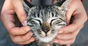 are cats ticklish