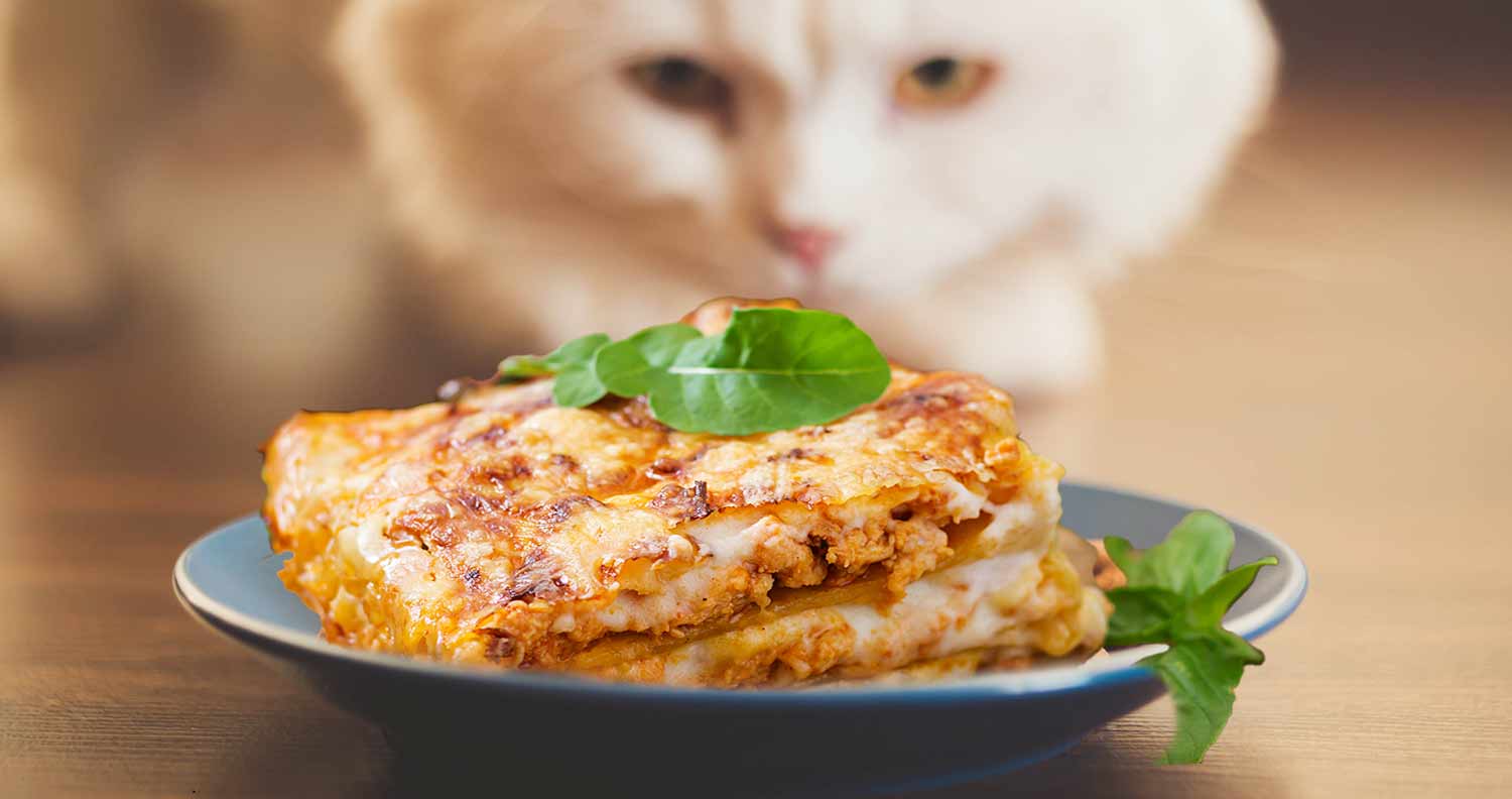Can cats actually eat lasagna