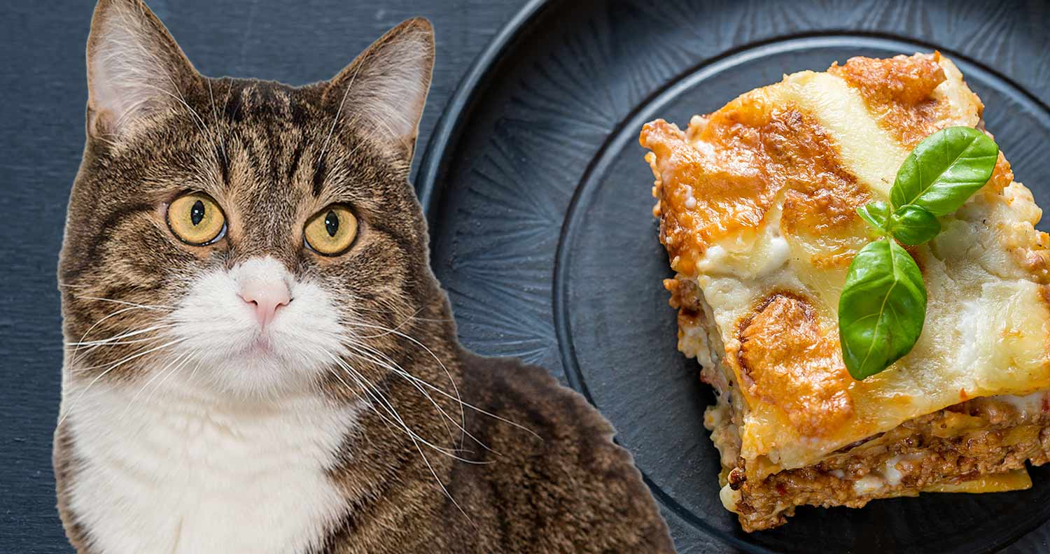 Can cats eat lasagna