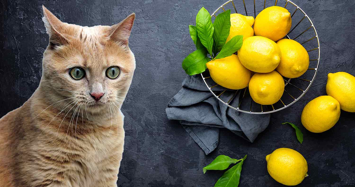 Can cats have lemons