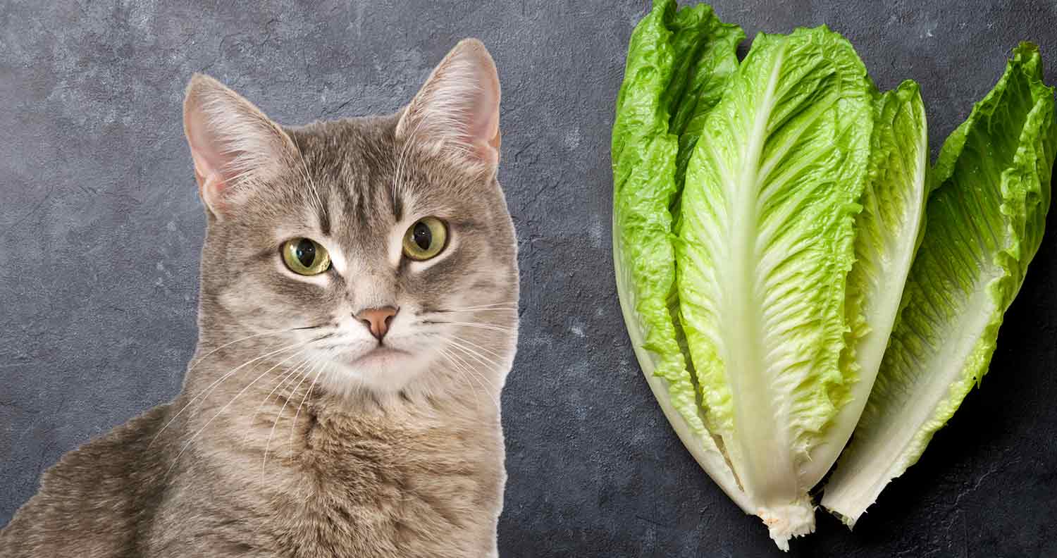 Can cats eat iceberg lettuce?