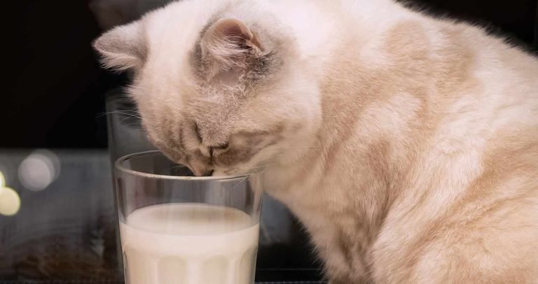 Can Cats Drink Almond Milk? (And Is It Safe For Kittens to Have?) - We